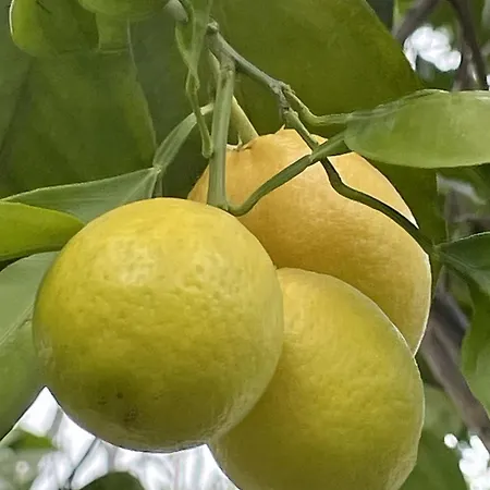 Casa Collina - Giardino *
